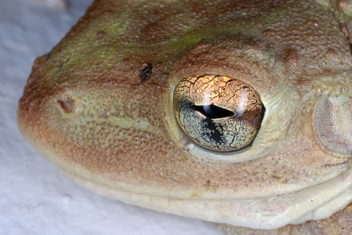 Cuban Tree Frog