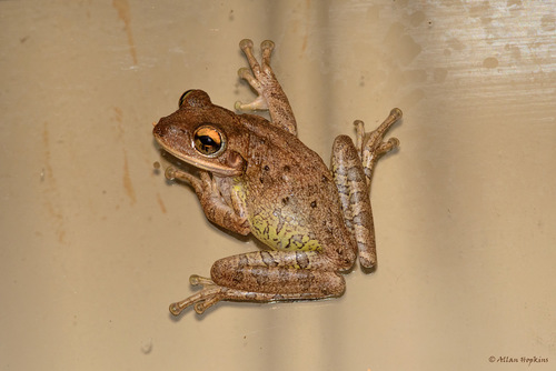 Cuban Tree Frog