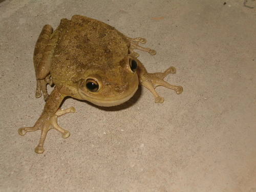 Cuban Tree Frog