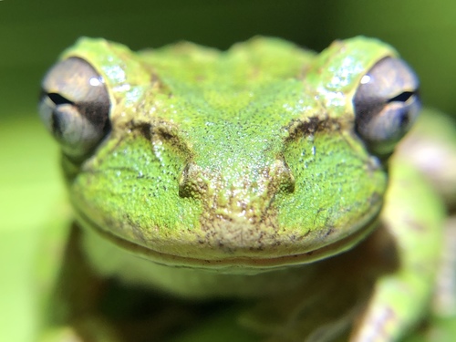Cuban Tree Frog