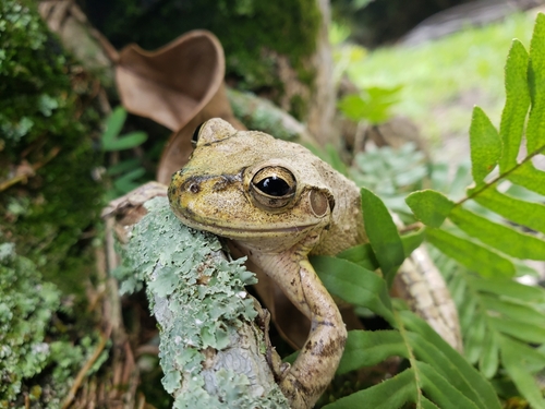 Cuban Tree Frog
