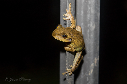 Cuban Tree Frog