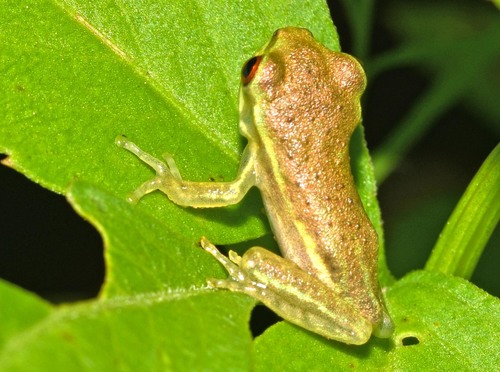 Cuban Tree Frog