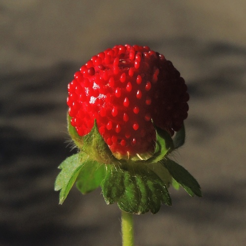 mock strawberry