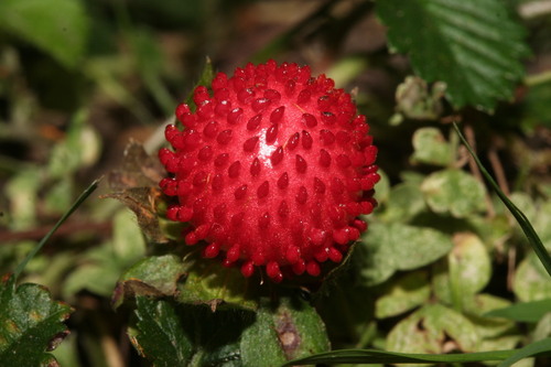 mock strawberry