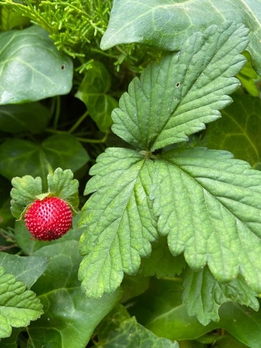 mock strawberry