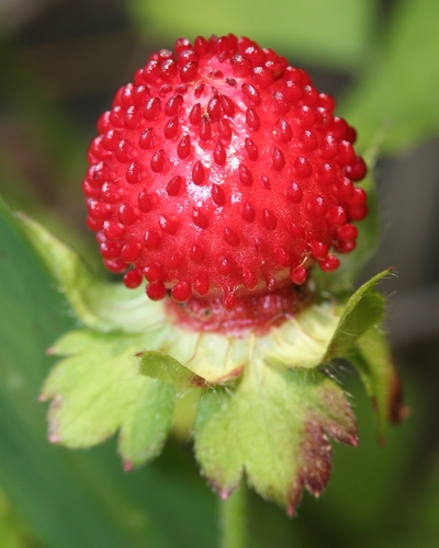 mock strawberry