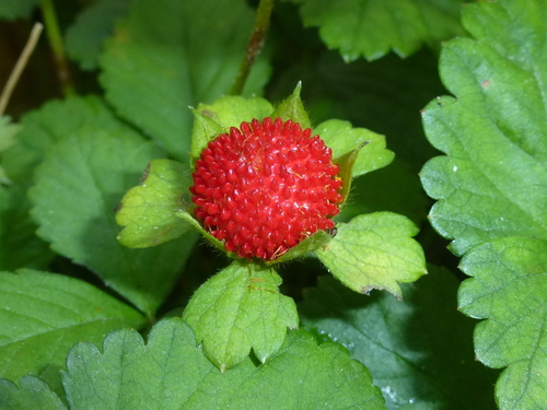 mock strawberry