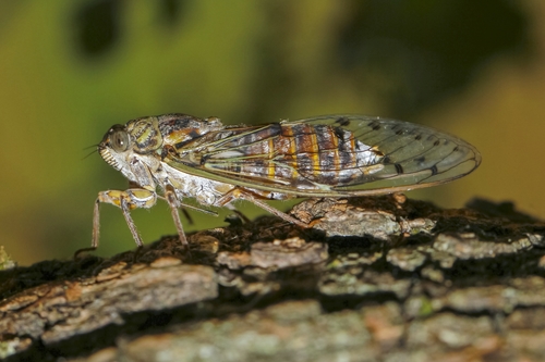 Ash Cicada
