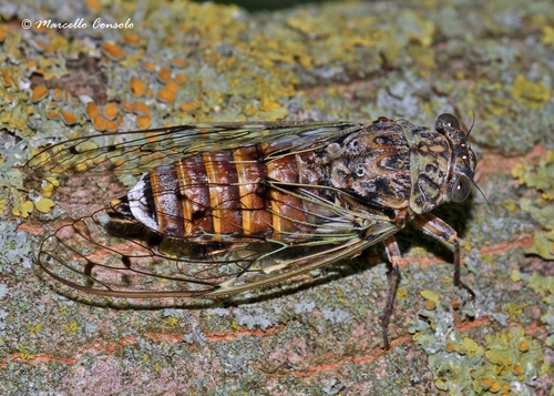 Ash Cicada