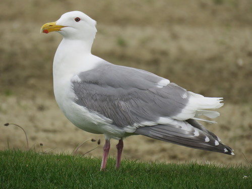Olympic Gull