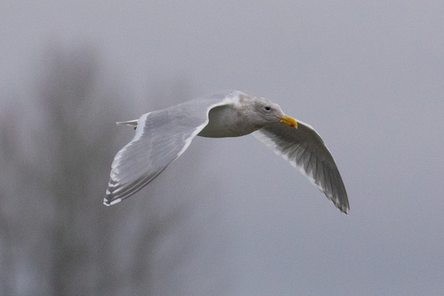 Olympic Gull
