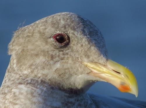 Olympic Gull
