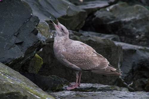 Olympic Gull