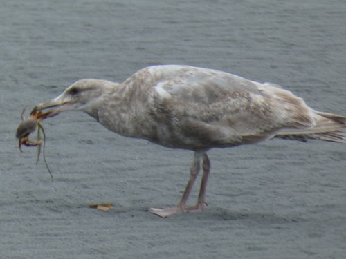 Olympic Gull
