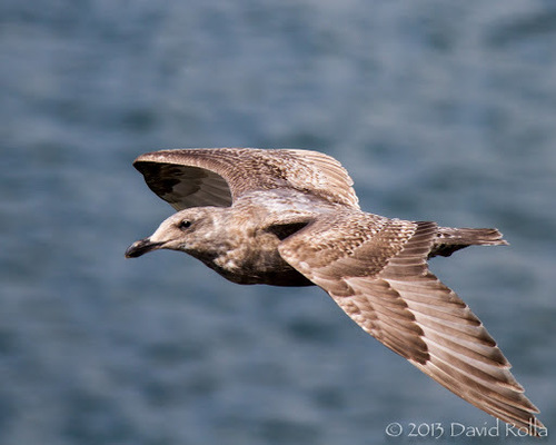 Olympic Gull