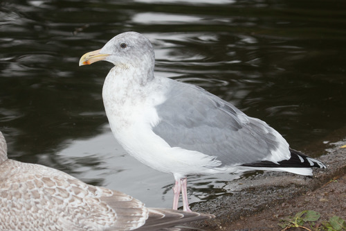 Olympic Gull
