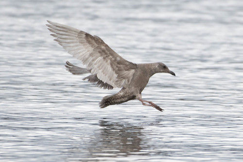 Olympic Gull