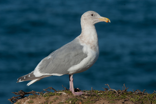 Olympic Gull