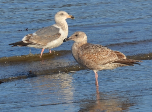 Olympic Gull