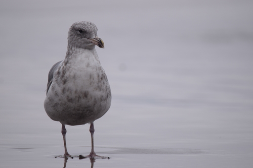 Olympic Gull