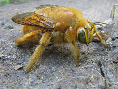 Valley Carpenter Bee