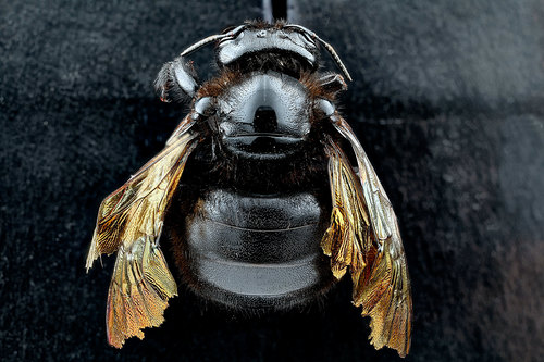 Valley Carpenter Bee