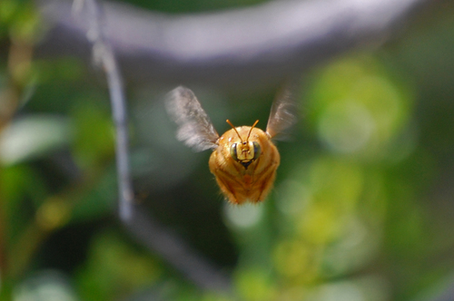 Valley Carpenter Bee