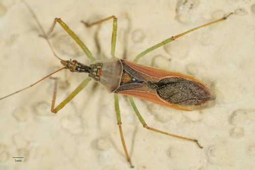 Leafhopper Assassin Bug
