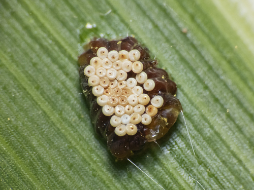 Leafhopper Assassin Bug