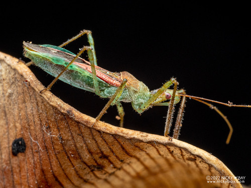 Leafhopper Assassin Bug