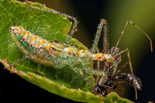 Leafhopper Assassin Bug