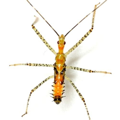 Leafhopper Assassin Bug