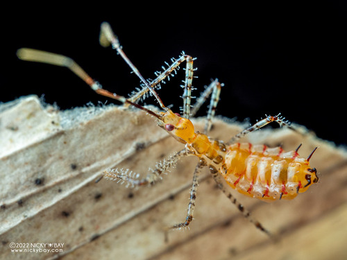 Leafhopper Assassin Bug