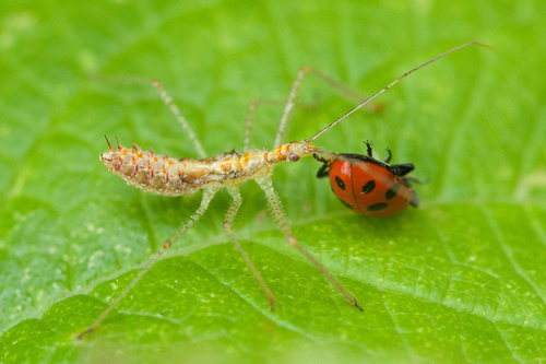 Leafhopper Assassin Bug