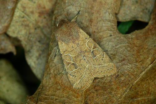 Common Quaker