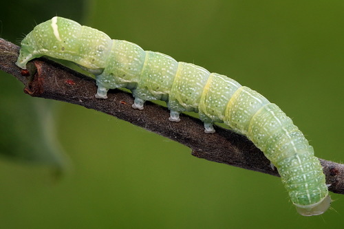 Common Quaker