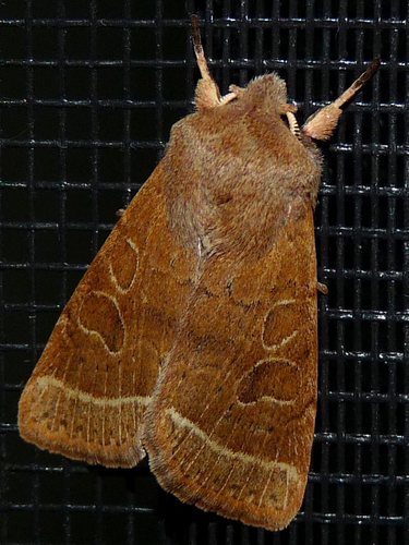Common Quaker