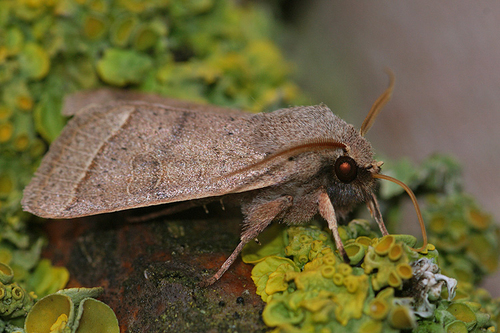 Common Quaker