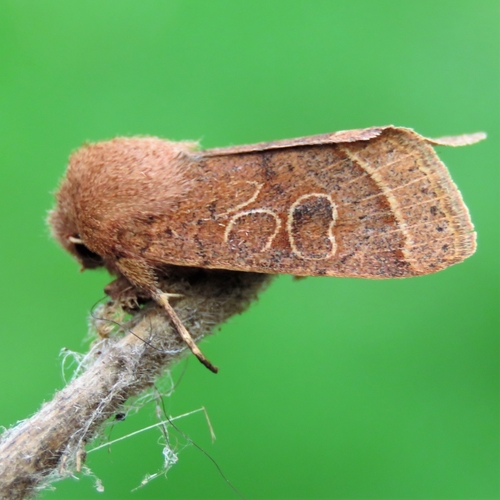 Common Quaker