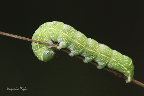 Common Quaker