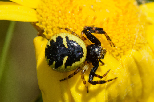 Napoleon Spider