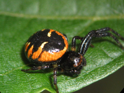 Napoleon Spider