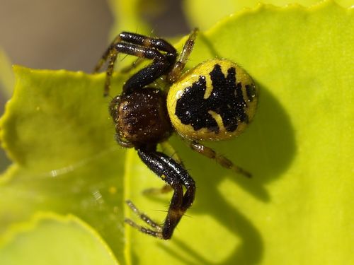 Napoleon Spider