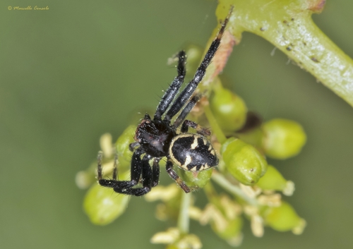 Napoleon Spider