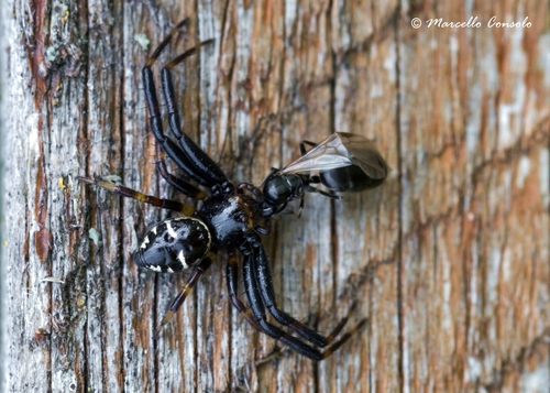Napoleon Spider