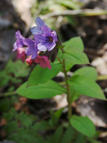 Suffolk Lungwort