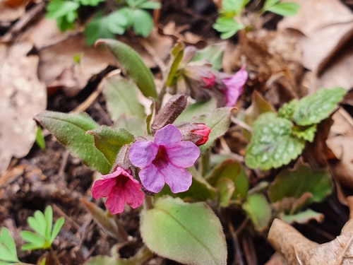 Suffolk Lungwort