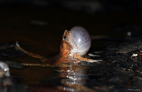 Eastern Narrow-mouthed Toad