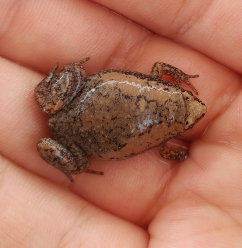 Eastern Narrow-mouthed Toad